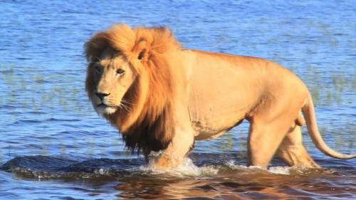 רמז-חייתי-עונה-1-פרק-8